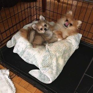 Meet your Posher, Carba